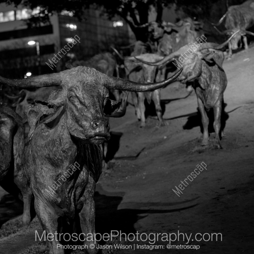 The Cattle Sculptures in Pioneer Plaza