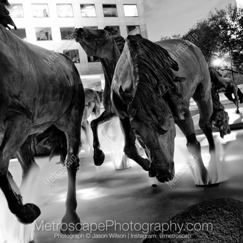 The Mustangs of Las Colinas Close Up