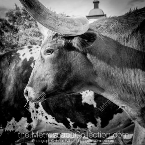 A True Texas Longhorn