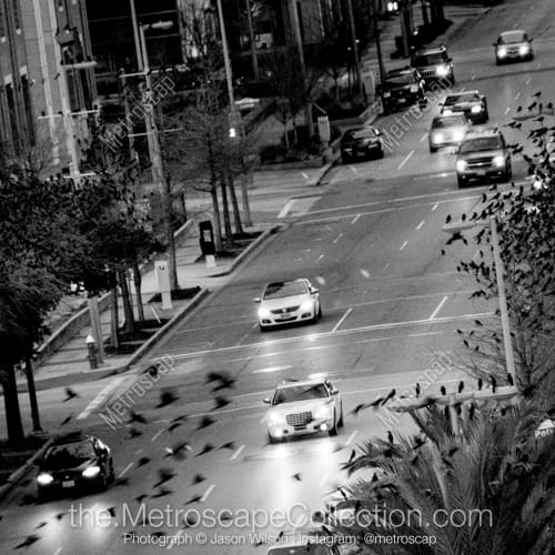 Birds Fly Across La Branch Street