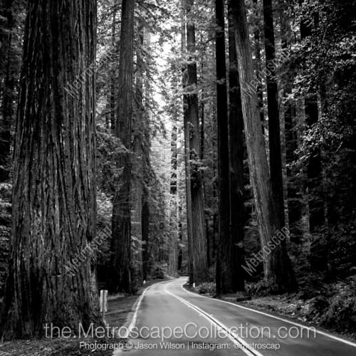 Black and White photography of Redwood National Park