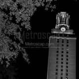 UT Tower Black and White Square UT Tower black and white