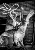 Keep Austin Weird Black and White Vertical Keep Austin Weird black and white