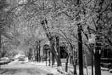 German Village Ice Storm Trees Black and White Horizontal German Village Ice Storm Trees black and white