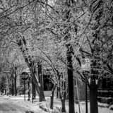 German Village Ice Storm Trees Black and White Square German Village Ice Storm Trees black and white
