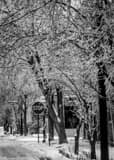German Village Ice Storm Trees Black and White Vertical German Village Ice Storm Trees black and white