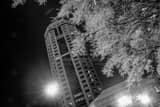 Riffe Center Frozen Trees Black and White Horizontal Riffe Center Frozen Trees black and white