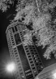 Riffe Center Frozen Trees Black and White Vertical Riffe Center Frozen Trees black and white