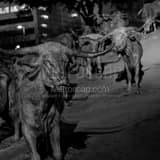 Cattle Statues Pioneer Plaza Black and White Square Cattle Statues Pioneer Plaza black and white