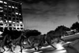 Mustangs Of Las Colinas Black and White Horizontal Mustangs Of Las Colinas black and white