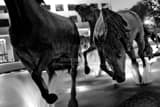 Mustangs Of Las Colinas Black and White Horizontal Mustangs Of Las Colinas black and white