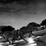 Mustangs Of Las Colinas Black and White Square Mustangs Of Las Colinas black and white