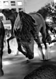 Mustangs Of Las Colinas Black and White Vertical Mustangs Of Las Colinas black and white