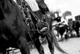Cowboy Horse Tackle Black and White Horizontal Cowboy Horse Tackle black and white