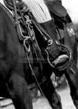 Cowboy Horse Tackle Black and White Vertical Cowboy Horse Tackle black and white