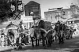 Stockyard Cattle Drive Black and White Horizontal Stockyard Cattle Drive black and white