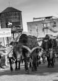 Stockyard Cattle Drive Black and White Vertical Stockyard Cattle Drive black and white