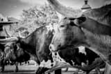Texas Longhorn Black and White Horizontal Texas Longhorn black and white