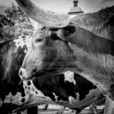 Texas Longhorn Black and White Square Texas Longhorn black and white