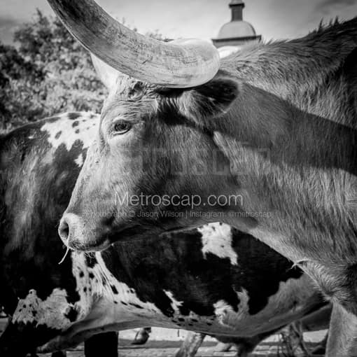 Matte Black MDF Framed Black and White Fort Worth Photograph: A True Texas Longhorn in a Square Matte Black MDF Frame