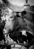 Texas Longhorn Black and White Vertical Texas Longhorn black and white