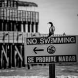 Se Prohibe Nadar Black and White Square Se Prohibe Nadar black and white