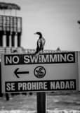 Se Prohibe Nadar Black and White Vertical Se Prohibe Nadar black and white
