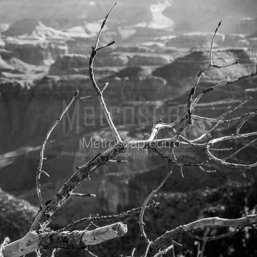 Matte Black MDF Framed Black and White Grand Canyon Photograph: Dead Trees on the South Rim of the Grand Canyon in a Square Matte Black MDF Frame