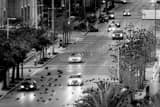 Birds Fly Over La Branch Street Black and White Horizontal Birds Fly Over La Branch Street black and white