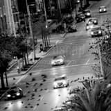 Birds Fly Over La Branch Street Black and White Square Birds Fly Over La Branch Street black and white