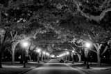 Rice University Black and White Horizontal Rice University black and white