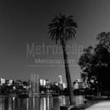 Lone Palm Tree Echo Park Los Angeles Skyline Black and White Square Lone Palm Tree Echo Park Los Angeles Skyline black and white