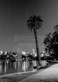 Lone Palm Tree Echo Park Los Angeles Skyline Black and White Vertical Lone Palm Tree Echo Park Los Angeles Skyline black and white