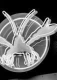 Neon Lobster J Gumbos Fourth Street Black and White Vertical Neon Lobster J Gumbos Fourth Street black and white