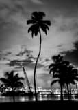 Downtown Miami Black and White Vertical Downtown Miami black and white
