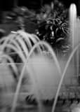 Fountains At Harrahs Black and White Vertical Fountains At Harrahs black and white