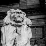 New York Public Library Lion Black and White Square New York Public Library Lion black and white