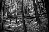 Hocking Hills Walking Trail Black and White Horizontal Hocking Hills Walking Trail black and white