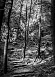 Hocking Hills Walking Trail Black and White Vertical Hocking Hills Walking Trail black and white