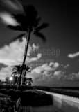 Clouds Over Palm Beach Black and White Vertical Clouds Over Palm Beach black and white