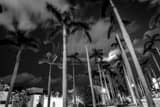 Royal Palm Way On Palm Beach Island Black and White Horizontal Royal Palm Way On Palm Beach Island black and white