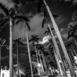 Royal Palm Way On Palm Beach Island Black and White Square Royal Palm Way On Palm Beach Island black and white