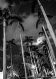 Royal Palm Way On Palm Beach Island Black and White Vertical Royal Palm Way On Palm Beach Island black and white