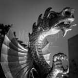 Drexel Dragon Black and White Square Drexel Dragon black and white