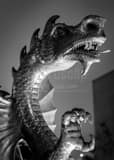 Drexel Dragon Black and White Vertical Drexel Dragon black and white