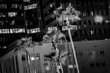 Palm Trees Downtown Phoenix Black and White Horizontal Palm Trees Downtown Phoenix black and white