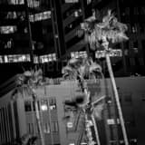 Palm Trees Downtown Phoenix Black and White Square Palm Trees Downtown Phoenix black and white
