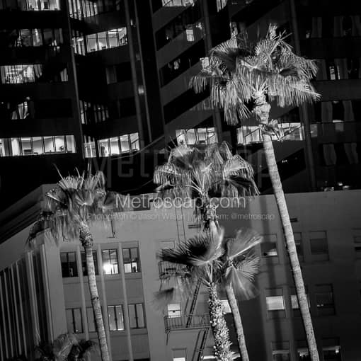 Matte Black MDF Framed Black and White Phoenix Photograph: Palm Trees in Downtown Phoenix in a Square Matte Black MDF Frame