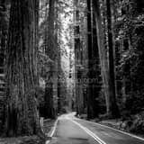 Us 101 Through Redwood National Park Black and White Square Us 101 Through Redwood National Park black and white
