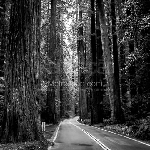 Matte Black MDF Framed Black and White Redwood N.P. Photograph: US Route 101 Through Redwood National Park in a Square Matte Black MDF Frame